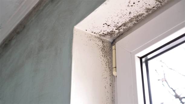 Best HVAC Mold Remediation in Menard, TX