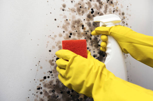 Professional Mold Remediation in Menard, TX