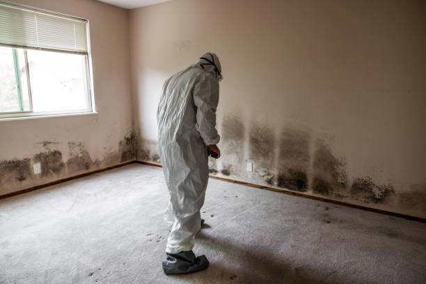 Best Crawl Space Mold Remediation in Menard, TX