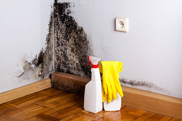 Best Bathroom Mold Remediation in Menard, TX